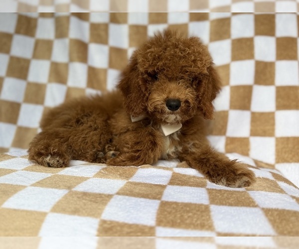 Medium Photo #5 Cock-A-Poo Puppy For Sale in LAKELAND, FL, USA