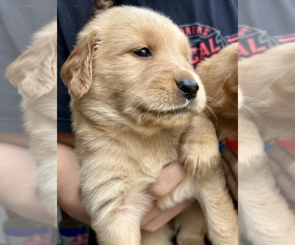 Medium Photo #2 Golden Retriever Puppy For Sale in WEST MIDDLESEX, PA, USA