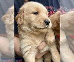 Small #1 Golden Retriever