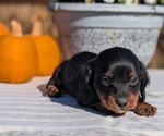 Small #9 Dachshund