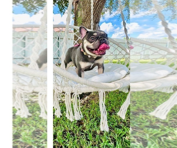 Medium Photo #1 French Bulldog Puppy For Sale in CAPE CORAL, FL, USA