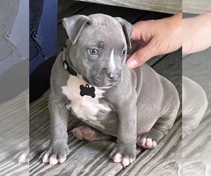 American Bully Puppy for sale in EAST HARTFORD, CT, USA