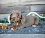 Puppy Tilly Dachshund