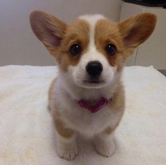 Pembroke Welsh Corgi Puppy for sale in ENGLEWOOD, CO, USA