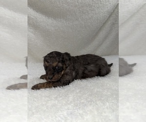 Medium Cavapoo mix (+ Poodle Miniature)