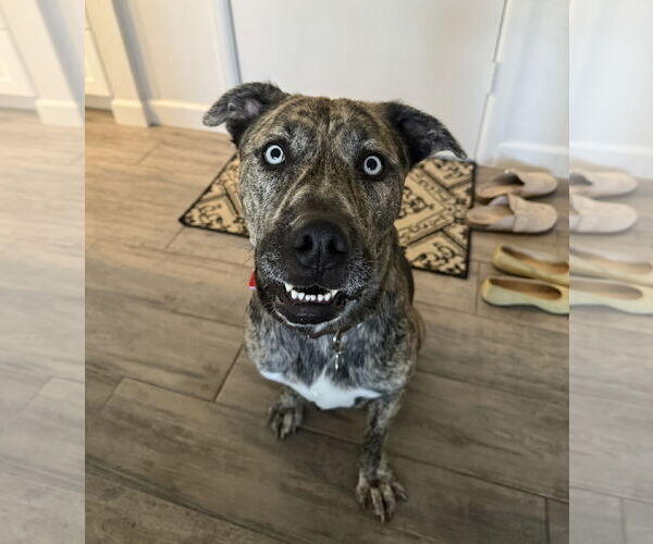 Medium Photo #8 Boxerhoula Puppy For Sale in Chandler, AZ, USA