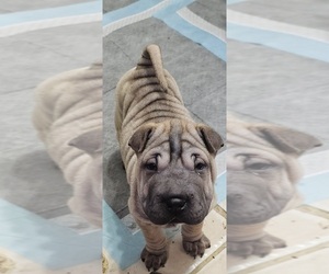 Medium Chinese Shar-Pei