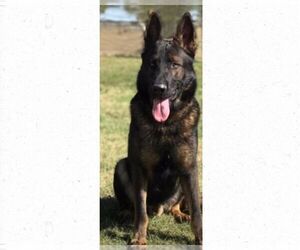 Father of the German Shepherd Dog puppies born on 03/30/2023
