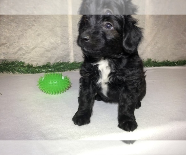 Medium Photo #6 Aussiedoodle Miniature  Puppy For Sale in GOSHEN, IN, USA