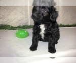 Small Photo #6 Aussiedoodle Miniature  Puppy For Sale in GOSHEN, IN, USA