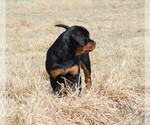 Small Photo #6 Rottweiler Puppy For Sale in OGALLALA, NE, USA