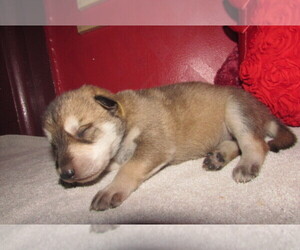 Wolf Hybrid Puppy for sale in BECKLEY, WV, USA