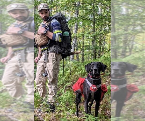 Medium Photo #12 Plott Hound-Weimaraner Mix Puppy For Sale in Rockaway, NJ, USA