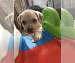 Small #7 American Pit Bull Terrier-Bulldog Mix
