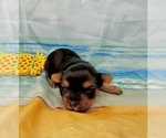 Small #16 Morkie