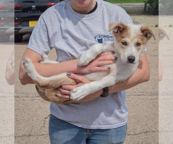 Medium Photo #5 Australian Shepherd-Collie Mix Puppy For Sale in Huntley, IL, USA