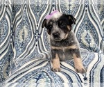 Small Photo #15 Australian Cattle Dog Puppy For Sale in LAKELAND, FL, USA