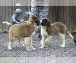 Small Photo #2 Saint Bernard Puppy For Sale in DENVER, CO, USA