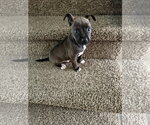 Small #3 Labrador Retriever Mix