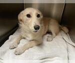 Small Dachshund Mix