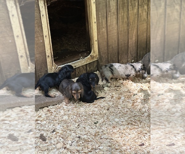 Medium Photo #3 Dachshund Puppy For Sale in LOUISA, VA, USA