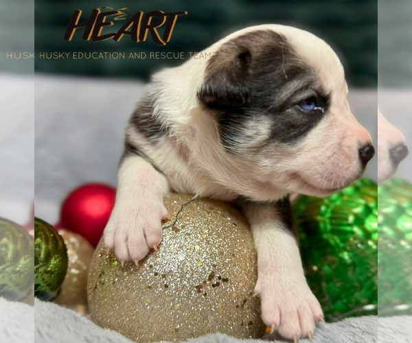 Medium Photo #4 Siberian Husky-Unknown Mix Puppy For Sale in Severn, MD, USA