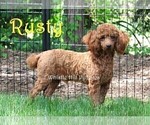 Small Photo #1 Cavapoo Puppy For Sale in DENVER, PA, USA