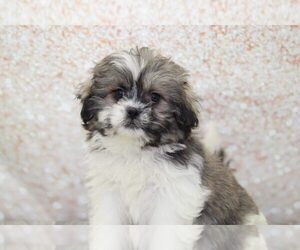 Zuchon Puppy for sale in MARIETTA, GA, USA