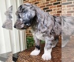 Small #6 Aussiedoodle