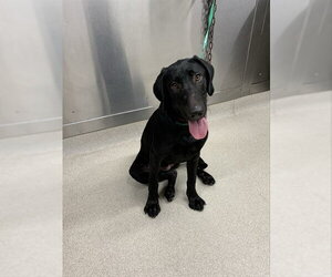 Labrador Retriever-Unknown Mix Dogs for adoption in Fairbanks, AK, USA