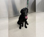 Small Labrador Retriever Mix