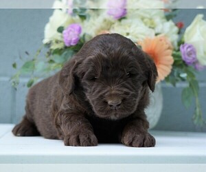 Newfypoo Puppy for sale in FREDERICKSBG, OH, USA