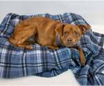 Small #4 Miniature Pinscher Mix