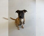 Small #5 Mutt