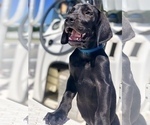 Small Photo #4 Labmaraner-Weimaraner Mix Puppy For Sale in WILDWOOD, FL, USA