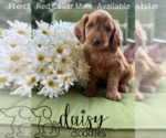 Puppy Red Collar Goldendoodle (Miniature)