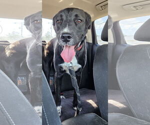 Labrador Retriever-Unknown Mix Dogs for adoption in Corinth, MS, USA