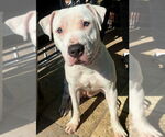 Small #1 American Pit Bull Terrier-American Staffordshire Terrier Mix