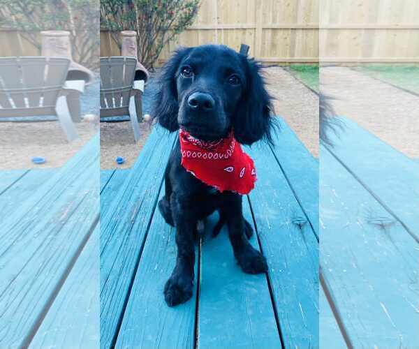 Medium Photo #3 Spanador Puppy For Sale in Fort Worth, TX, USA