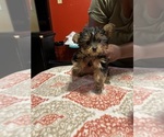 Puppy Chase Yorkshire Terrier