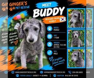 Poodle (Toy) Dogs for adoption in Seattle, WA, USA