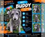 Buddy from Korea - Male Poodle (Toy) Dog for Adoption - Small photo