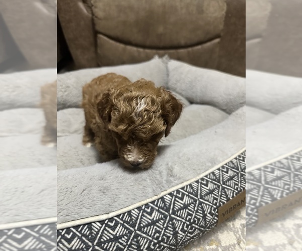 Medium Photo #3 Poodle (Miniature) Puppy For Sale in AKELEY, MN, USA