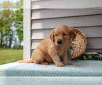 Small Photo #11 Golden Retriever Puppy For Sale in WOLCOTTVILLE, IN, USA