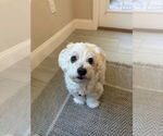 Small #1 Havanese