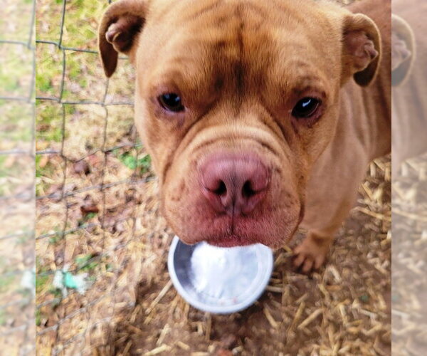 Medium Photo #7 American Bulldog Puppy For Sale in Westminster, MD, USA