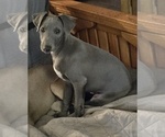 Image preview for Ad Listing. Nickname: Blue