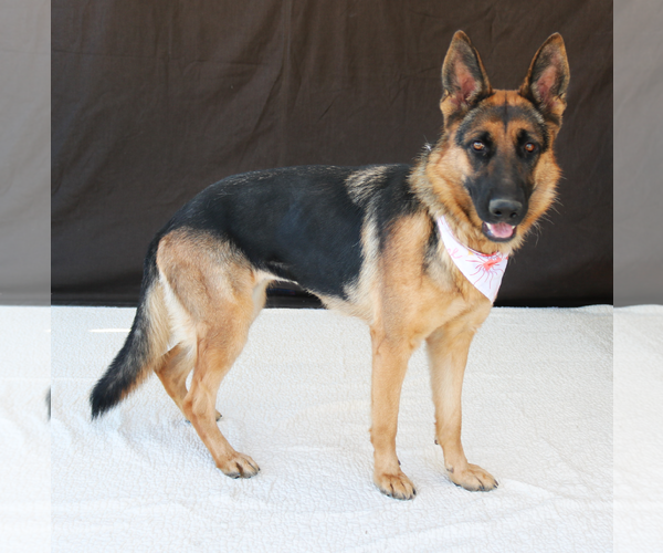 Medium Photo #2 German Shepherd Dog Puppy For Sale in Pasadena, CA, USA