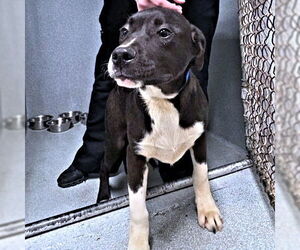 Labrador Retriever-Unknown Mix Dogs for adoption in Rutherfordton, NC, USA