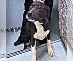 Small Labrador Retriever Mix